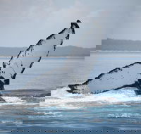 Hervey Bay Whale Watching Cruise - Taree Accommodation