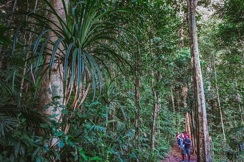 Atherton Tablelands Rain Forest By Night From Cairns - Taree Accommodation 0