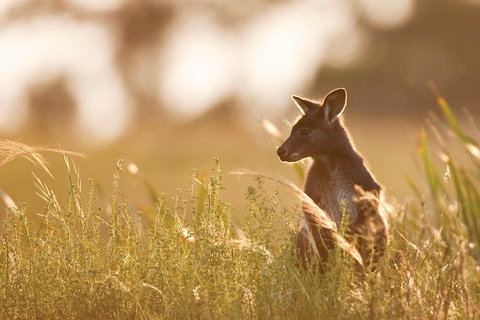 Blue Mountains Day Tour With Wildlife At Sunset From Sydney - Taree Accommodation 2