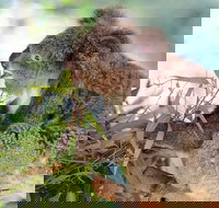 Blue Mountains Private Tour with Kangaroos  Koala Encounter - Taree Accommodation