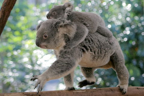 Lone Pine Koala Sanctuary Admission With Brisbane River Cruise - Taree Accommodation 0