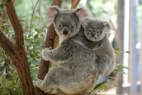 Lone Pine Koala Sanctuary Admission With Brisbane River Cruise - Taree Accommodation 3