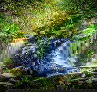 Day Tour in Mt. Field Mt. Wellington Bonorong Wildlife Sanctuary and Richmond - Taree Accommodation