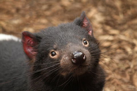 Day Tour In Mt. Field, Mt. Wellington, Bonorong Wildlife Sanctuary And Richmond - Taree Accommodation 4