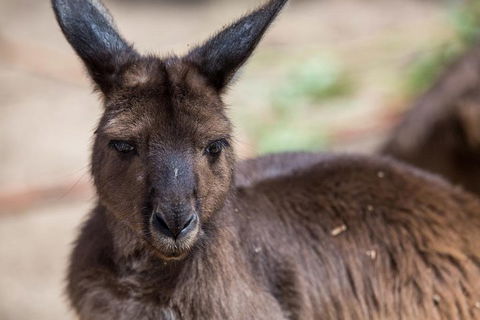 Australian Wildlife Tour At Melbourne Zoo Ticket - Taree Accommodation 0