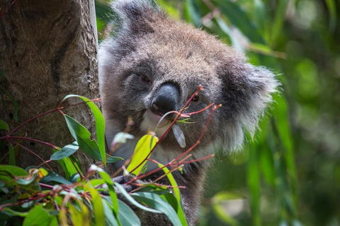 Australian Wildlife Tour At Melbourne Zoo Ticket - Taree Accommodation 1
