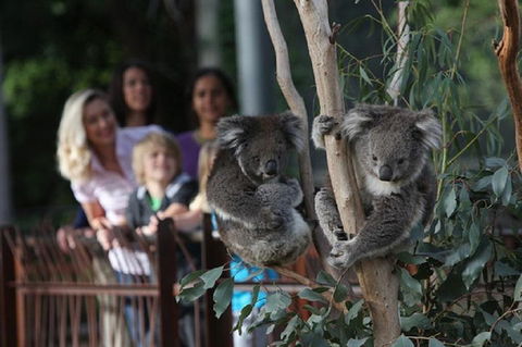 Australian Wildlife Tour At Melbourne Zoo Ticket - Taree Accommodation 2