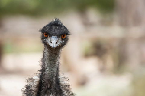 Australian Wildlife Tour At Melbourne Zoo Ticket - Taree Accommodation 3