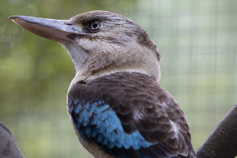 Australian Wildlife Tour At Melbourne Zoo Ticket - Taree Accommodation 4