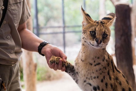 African Cat Encounter At Werribee Open Range Zoo - Taree Accommodation 1