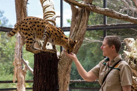 African Cat Encounter At Werribee Open Range Zoo - Taree Accommodation 2