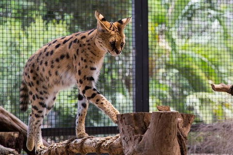 African Cat Encounter At Werribee Open Range Zoo - Taree Accommodation 3