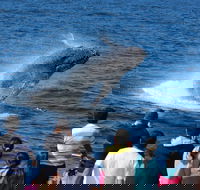 Tangalooma Island Resort Whale Watching Day Cruise - Taree Accommodation