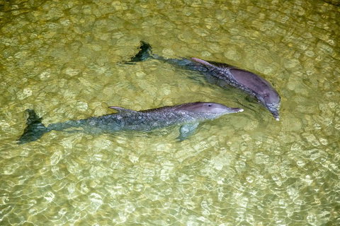 Tangalooma Island Resort Whale Watching Day Cruise With Dolphin Viewing - Taree Accommodation 0