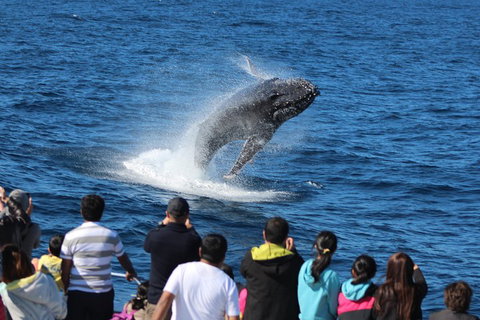Tangalooma Island Resort Whale Watching Day Cruise With Dolphin Viewing - Taree Accommodation 1