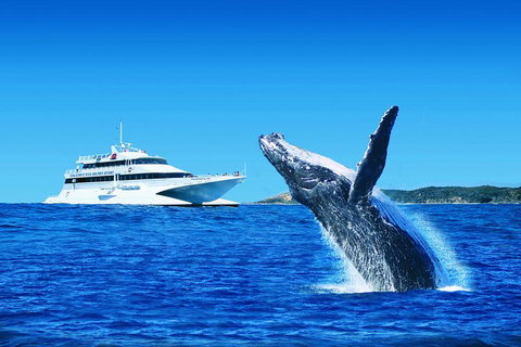 Tangalooma Island Resort Whale Watching Day Cruise With Dolphin Viewing - Taree Accommodation 2