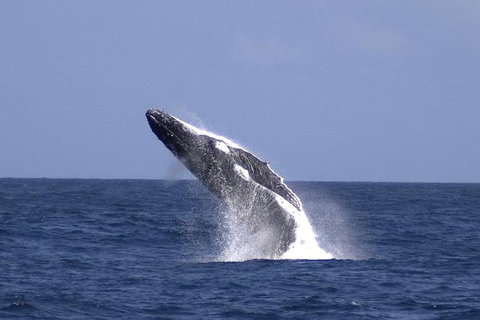 Tangalooma Island Resort Whale Watching Day Cruise With Dolphin Viewing - Taree Accommodation 4