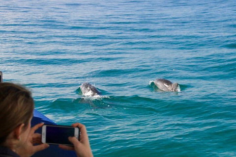 Julian Rocks Byron Bay Cruise - Taree Accommodation 1