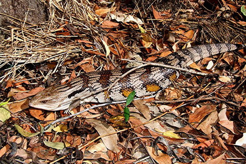 Hartley's Crocodile Adventures General Entry Ticket - Taree Accommodation 5