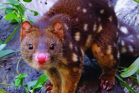 Hartley's Crocodile Adventures Breakfast With The Koalas - Taree Accommodation 2