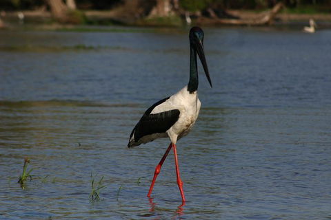 Litchfield And Jumping Crocodiles Full Day Trip From Darwin - Taree Accommodation 1