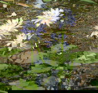 Yellow Water Cruise - Kakadu - Taree Accommodation