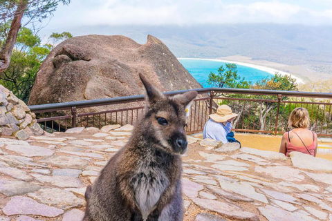 Wineglass Bay & Freycinet NP Full Day Tour From Hobart Via Richmond Village - Taree Accommodation 0