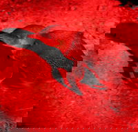 Small-Group Kangaroo Island 4WD Night Tour - Taree Accommodation