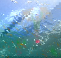 Manly Snorkel Trip and Nature Walk with Local Guide - Taree Accommodation