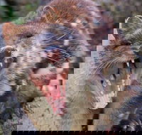 After Dark Tasmanian Devil Feeding Tour at Cradle Mountain - Taree Accommodation