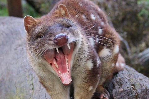 After Dark Tasmanian Devil Feeding Tour At Cradle Mountain - Taree Accommodation 0
