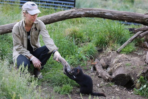 After Dark Tasmanian Devil Feeding Tour At Cradle Mountain - Taree Accommodation 1