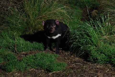 After Dark Tasmanian Devil Feeding Tour At Cradle Mountain - Taree Accommodation 4