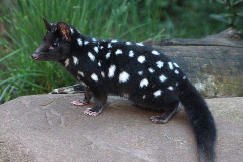 After Dark Tasmanian Devil Feeding Tour At Cradle Mountain - Taree Accommodation 5