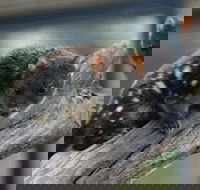 Sunset Experience - Taree Accommodation