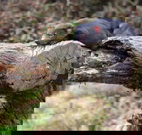 Day Keeper Tour - Taree Accommodation