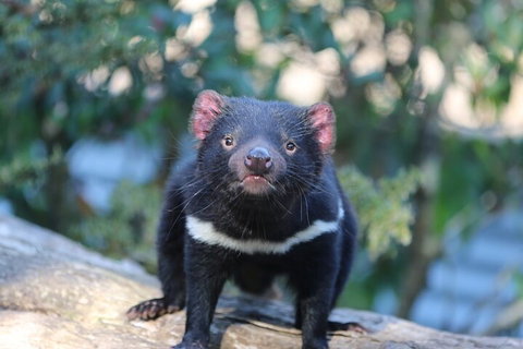 1-Hour Tasmanian Devil Feeding Day Tour At Cradle Mountain - Taree Accommodation 1