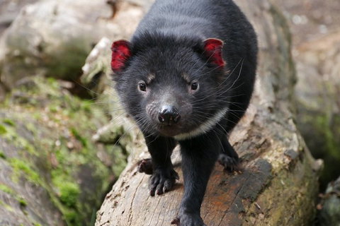 1-Hour Tasmanian Devil Feeding Day Tour At Cradle Mountain - Taree Accommodation 4