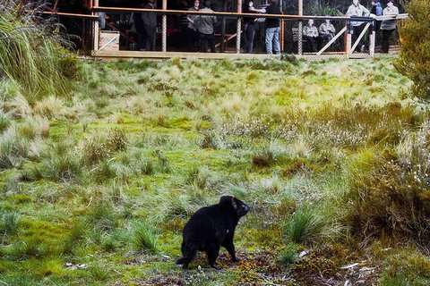 1-Hour Tasmanian Devil Feeding Day Tour At Cradle Mountain - Taree Accommodation 5