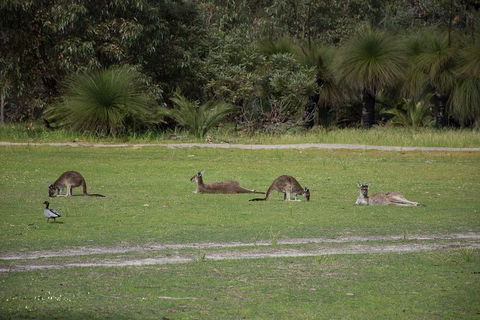 Yanchep & Lancelin - Wildlife, Cave And Sands - Taree Accommodation 0