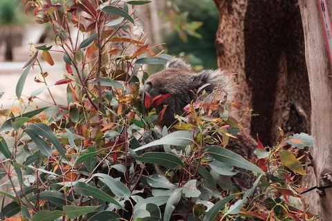 Yanchep & Lancelin - Wildlife, Cave And Sands - Taree Accommodation 1