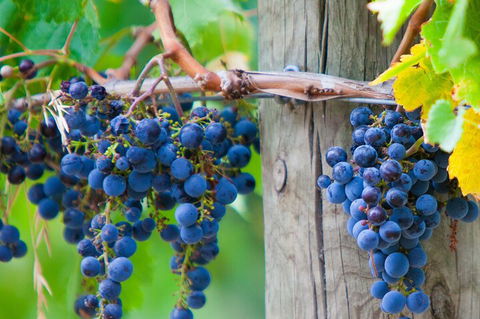 Yarra Valley, Dandenong Ranges Inc. Lunch With Wine,plus Morning Tea,chocolate - Taree Accommodation 0