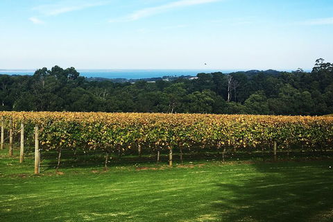 Yarra Valley Wine Tour Inc Lunch With A Glass Of Wine, Tastings And Chocolate - Taree Accommodation 2