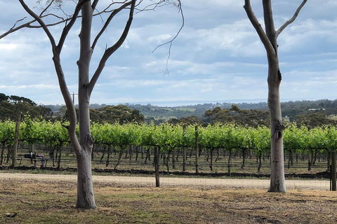 Yarra Valley Wine Tour Inc Lunch With A Glass Of Wine, Tastings And Chocolate - Taree Accommodation 3