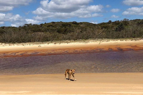 Pippies 3 Days 2 Nights Fraser Island Tour - Taree Accommodation 2