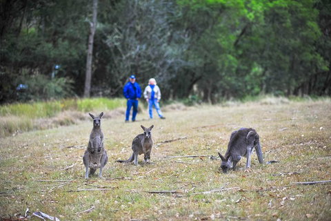 Blue Mountains Private Tour From Sydney - Taree Accommodation 2