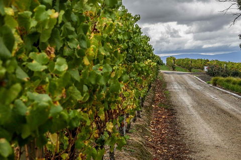 Yarra Valley Public Winery Tours - Taree Accommodation 2