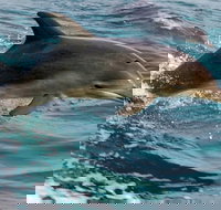 1.5HR Mudjimba Island Wildlife Safari - Taree Accommodation