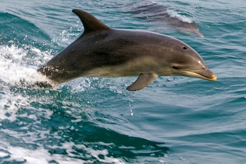 1.5HR Mudjimba Island Wildlife Safari - Taree Accommodation 0