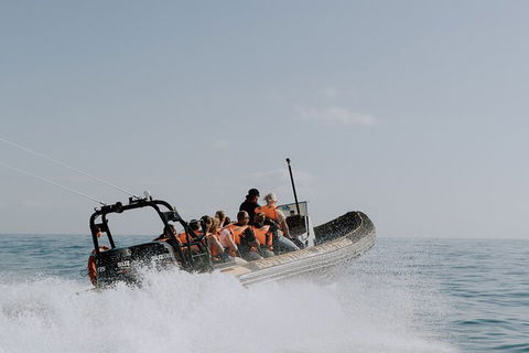 Adventure Whale Watching Tour Mooloolaba - Taree Accommodation 0